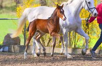 Fohlen v. Cahil - Cassini I