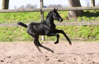 Fohlen v. Cardentos - Cornet Obolensky