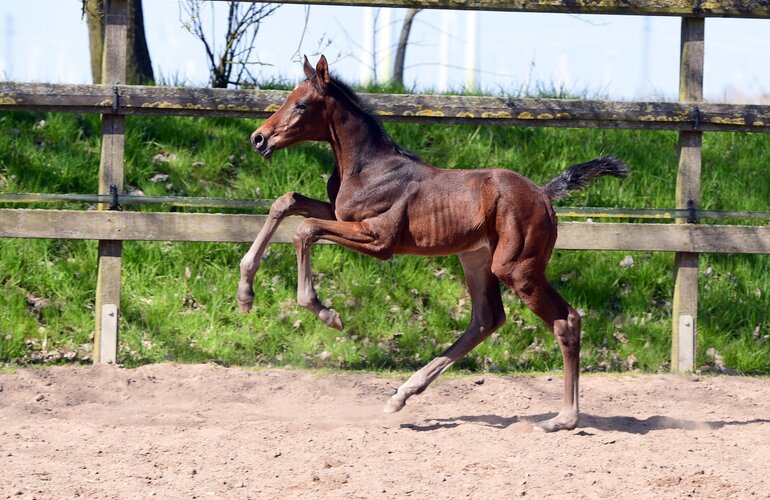 Fohlen v. Cardentos - Corrado I
