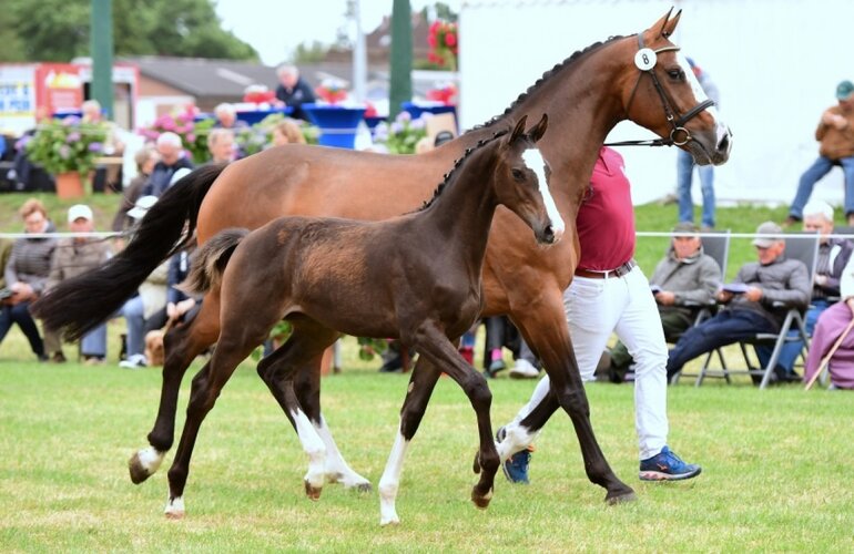 Preisspitze der Fohlenauktion 2018 v. Catch-Casall