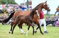 Preisspitze der Fohlenauktion 2018 v. Catch-Casall