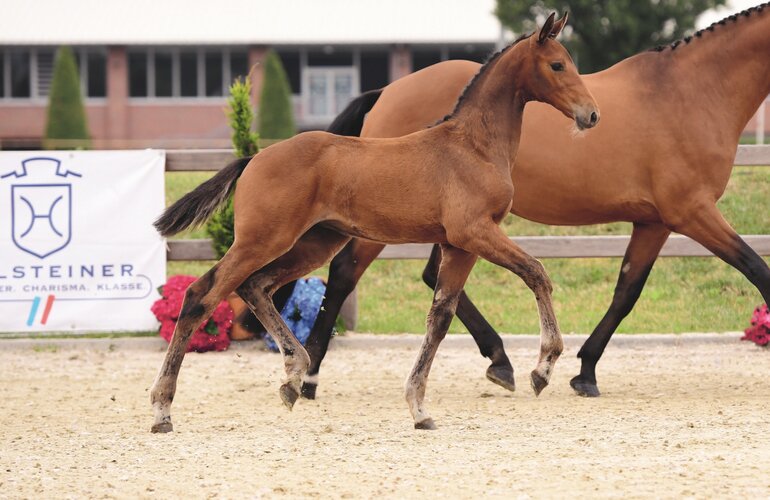 Auktionsfohlen v. United Way-Con Air