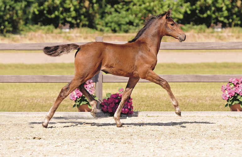 Auktionsfohlen v. United Way-Diarado