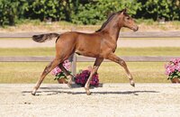 Auktionsfohlen v. United Way-Diarado