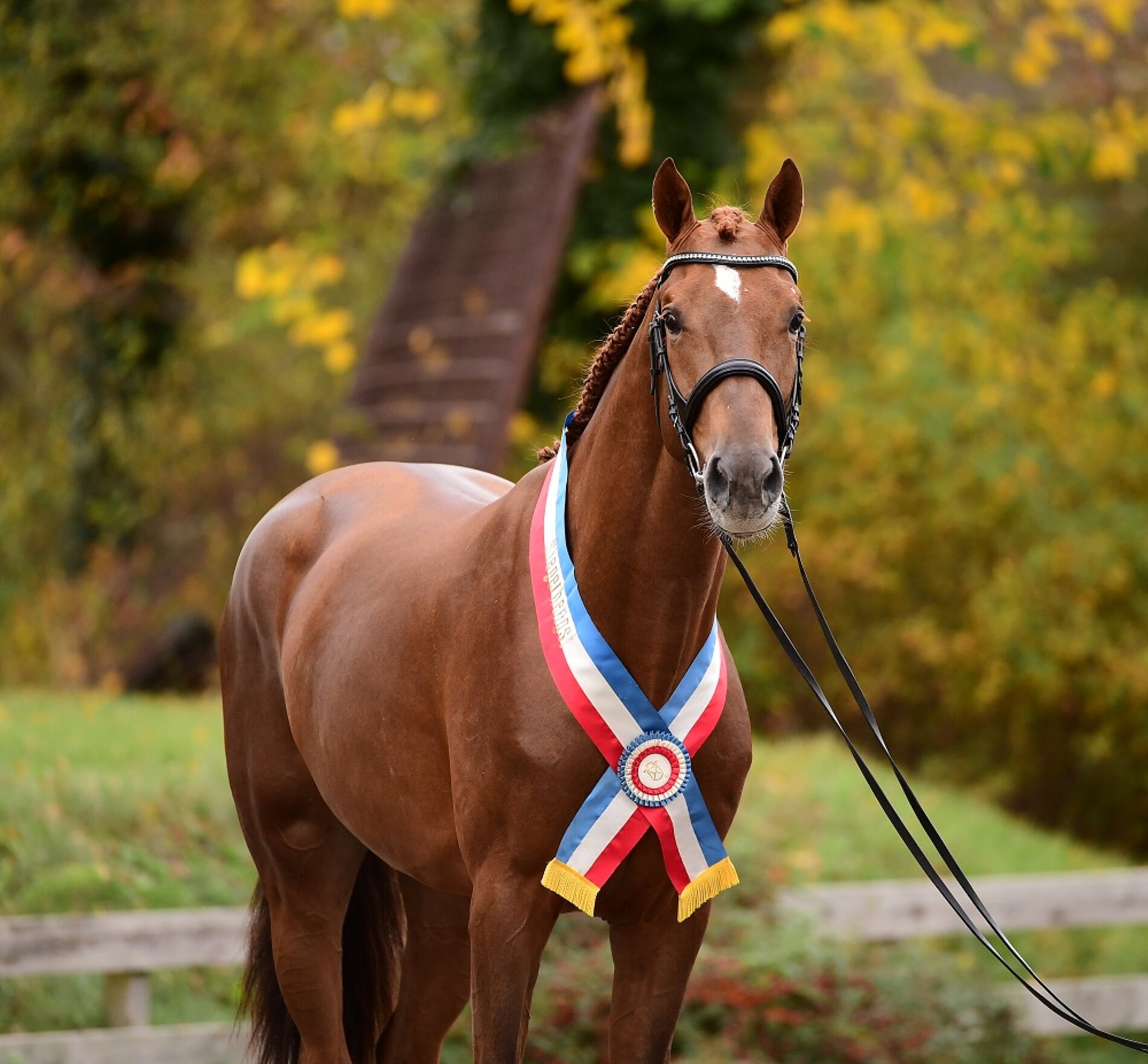 Siegerhengst der Körung 2021 in Neumünster (Vigado v. Vigo d'Arsouilles - Quo Vados I, Z.: Witt Pferdezucht GbR, Wellinghusen)