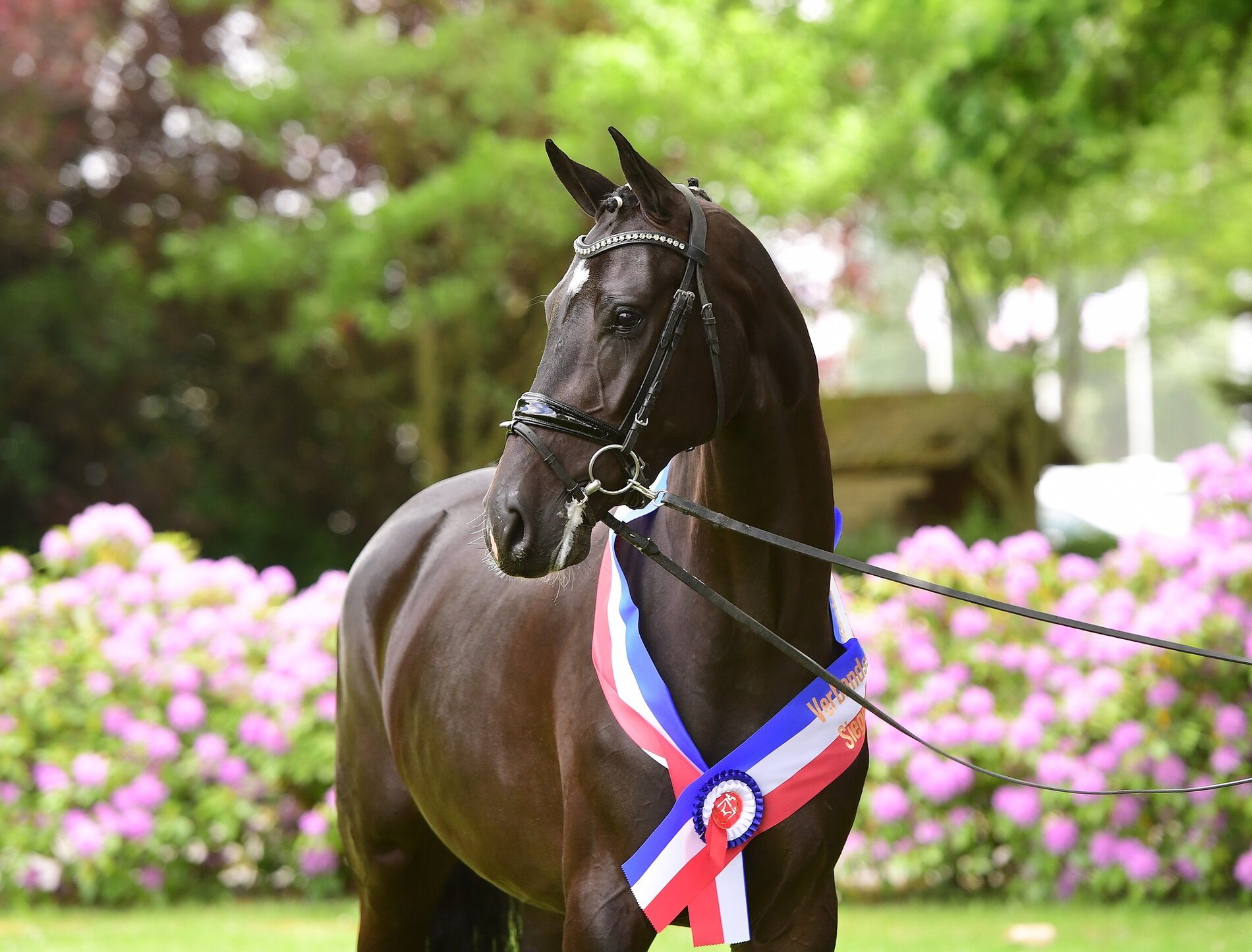 Photo Janne Bugtrup: La Perla, Siegerstute der Verbandsstutenschau Elmshorn 2020