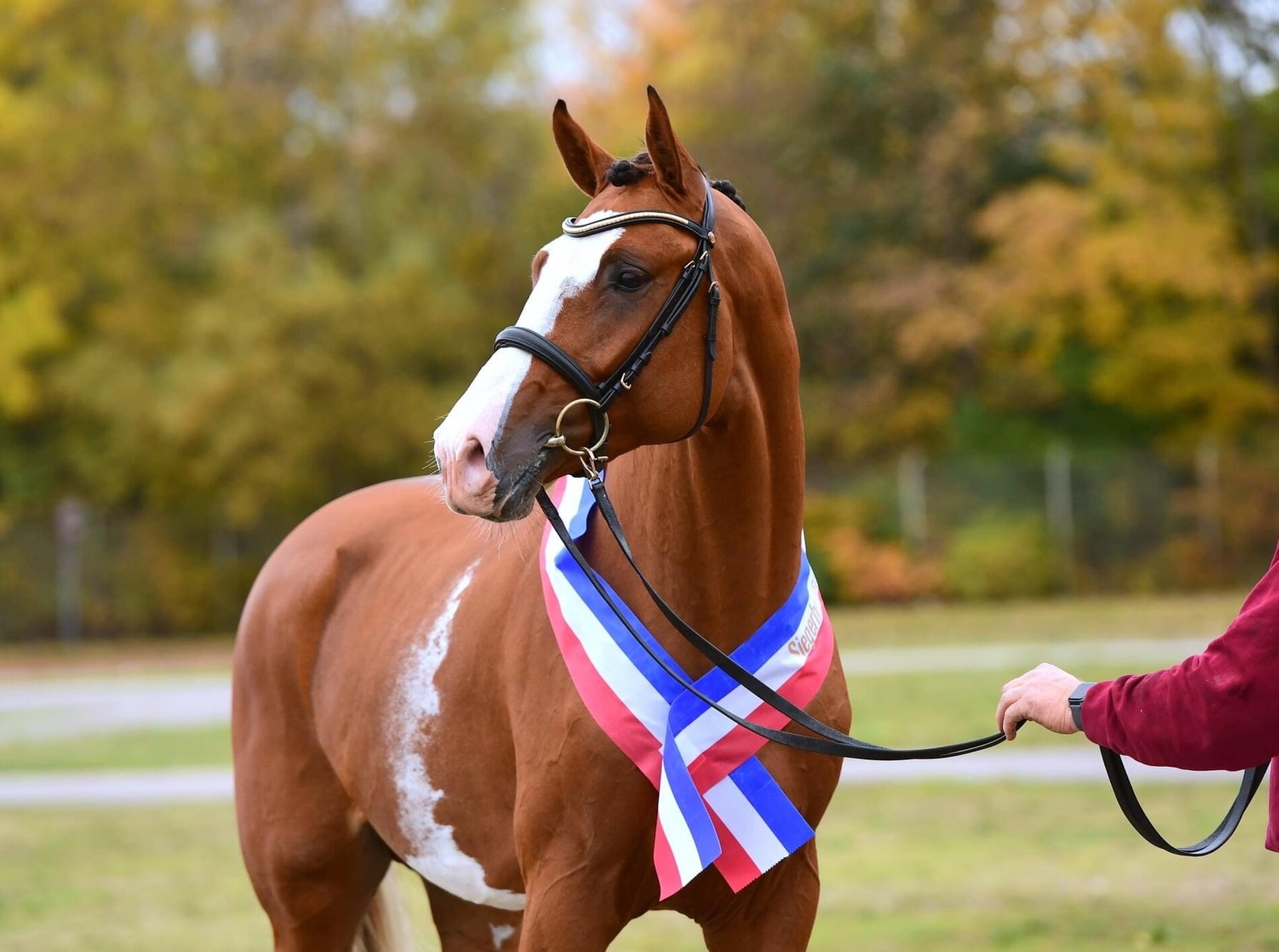 Siegerhengst der Körung 2021 in Neumünster (Esmeraldo v. Emerald van't Ruytershof - Caretino , Z.: Friedrich Meyer, Nottfeld))