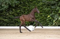 Fohlen v. Chezarro-Carvallo