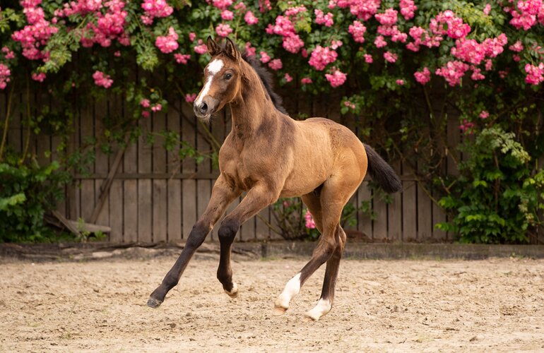 Fohlen v. Chezarro-Unikato