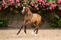 Fohlen v. Chezarro-Unikato