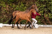 Fohlen v. Chinchero-Sir Shutterfly