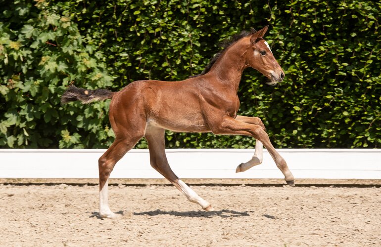 Fohlen v. Chinchero-Quantum