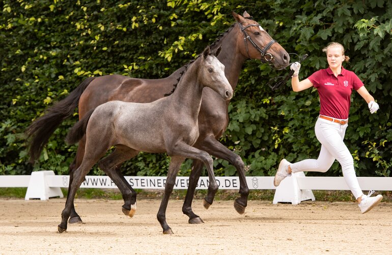 Fohlen v. Crack-Cassini II