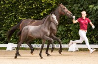 Fohlen v. Crack-Cassini II