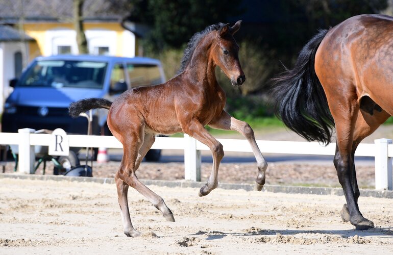 Fohlen v. Fidano-Carpaccio