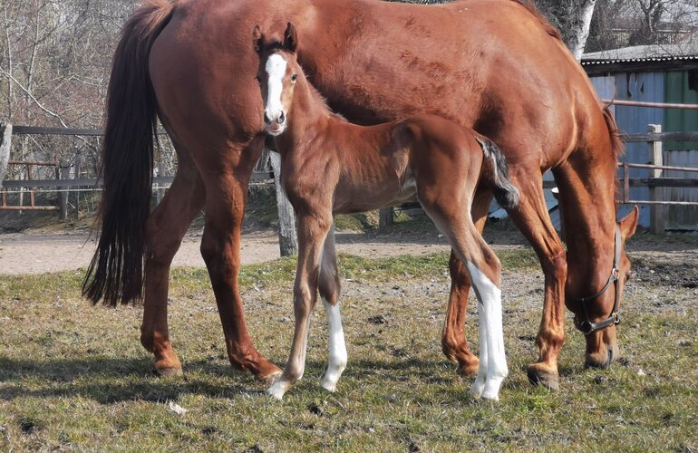Hengstfohlen v. Corfu de la Vie x Chin Champ x Corrado II
