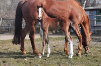 Hengstfohlen v. Corfu de la Vie x Chin Champ x Corrado II