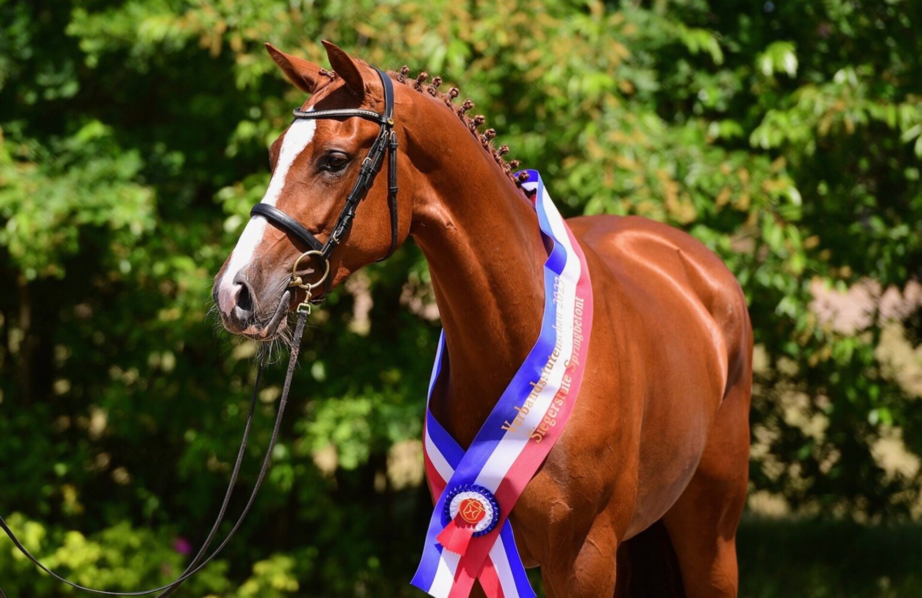 Champion (jumping bloodline) of the Verband Mare Show 2023: N-Quinta by Casall - Corofino I, breeder and owner: Günther Fielmann, Schierensee (photo: Janne Bugtrup)