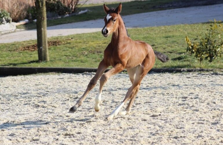 Fohlen v. Del Arko-Monte Bellini