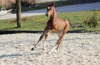 Fohlen v. Del Arko-Monte Bellini