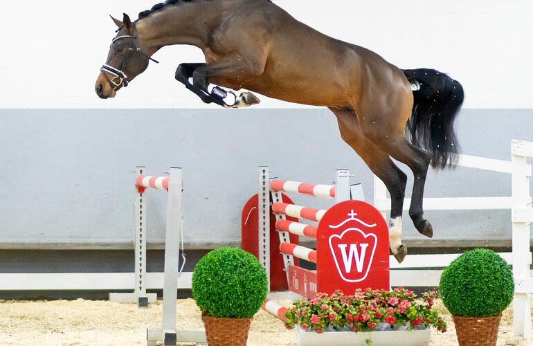 Preisspitze in Westfalen, Hengst v. Del Arko-Lancer III