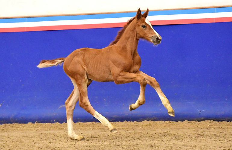 Fohlen v. Vigado-Sandro Boy | © Janne Bugtrup