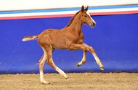 Fohlen v. Vigado-Sandro Boy | © Janne Bugtrup