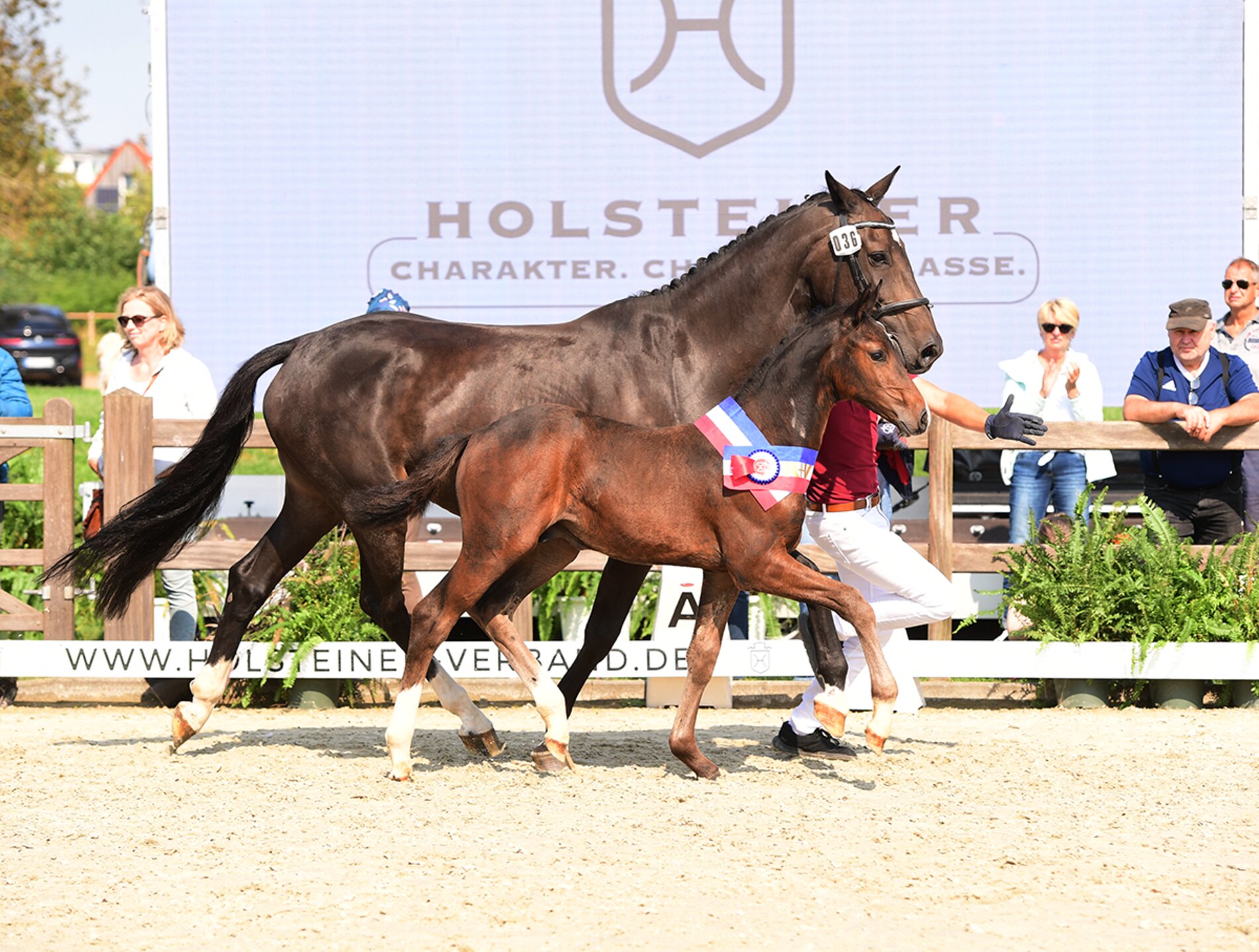R+V Fohlenchampionat: Sieger bei den Hengstfohlen 2024: Fohlen v. Cahil-Clarcon (Bernd Börger, St. Michaelisdonn) (Foto: Janne Bugtrup)