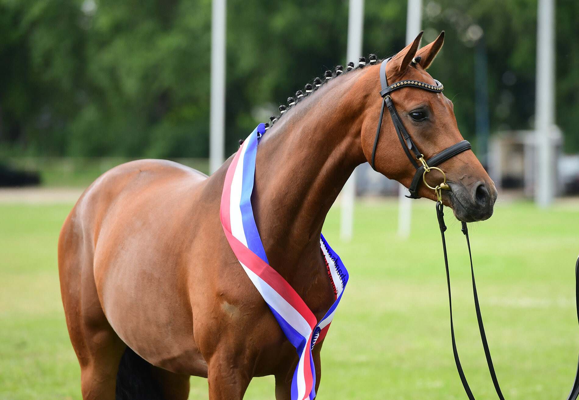 Springbetonte Siegerin der Verbandsstutenschau 2025: Pippi-Lotta v. Cascadello I-Ibisco xx (Stamm 223B) aus der Zucht und dem Besitz von Kirsten Roll (Struvenhütten),  (Foto: Janne Bugtrup) 