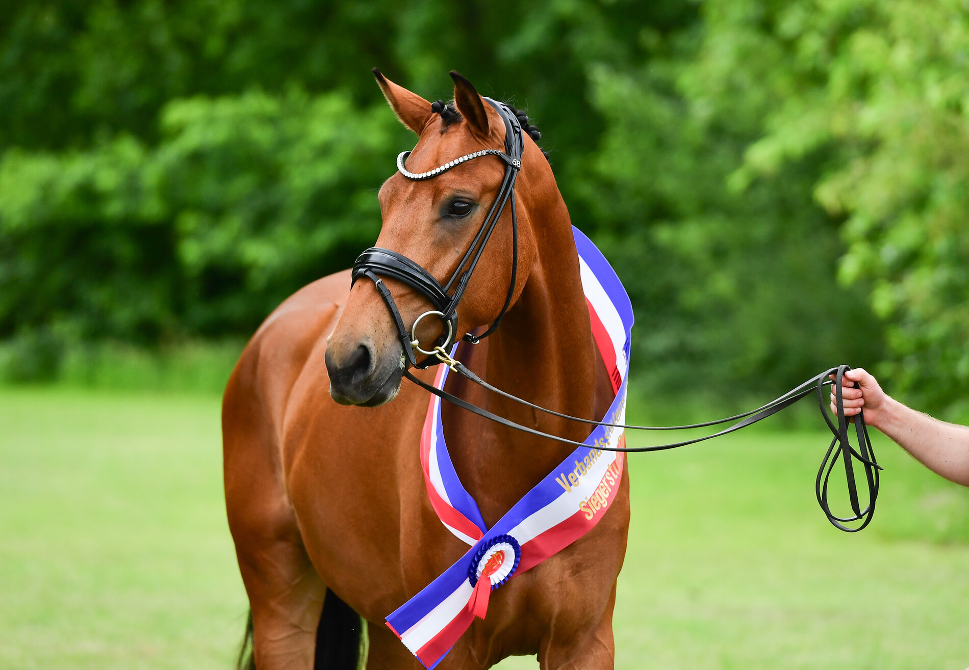 Dressurbetonte Siegerin der Verbandsstutenschau 2025: Pia-Lotta v. Va Bene-Ampère (Stamm 4847)  aus der Zucht von Thomas Horns aus Bredenbekshorst