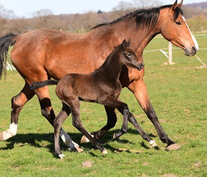 Fohlen v. Cahil - Clarimo