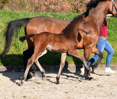 Fohlen v. Cahil - Quibery