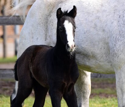Fohlen v. Cahil - Casino