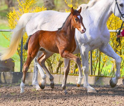 Fohlen v. Cahil - Cassini I