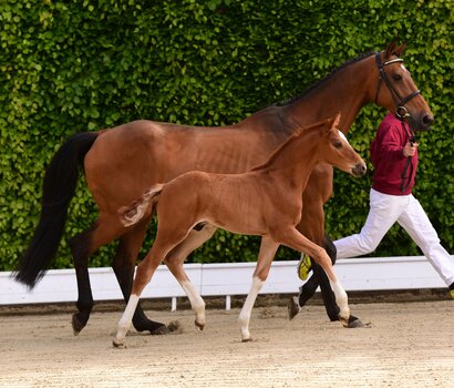 Fohlen v. Chezarro-Quantum