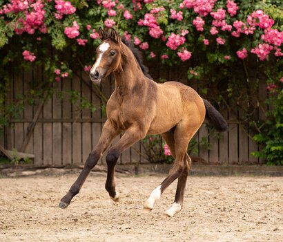 Fohlen v. Chezarro-Unikato