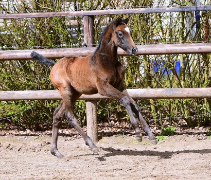 Fohlen v. Crack - Quidam de Revel
