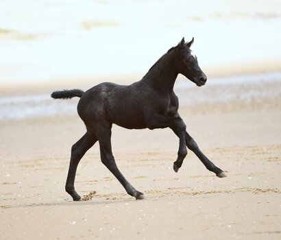 Fohlen v. Crack-Casall