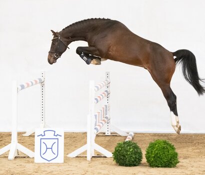 gekörter Sohn Dilaro v. Dinken-Casall