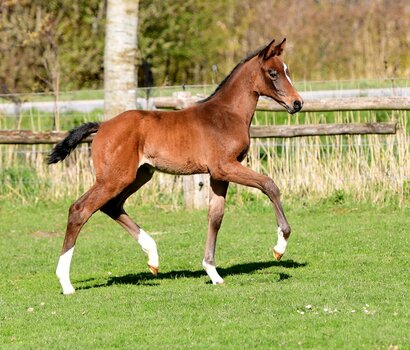 Fohlen v. Keaton - Cassiano