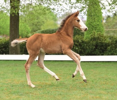 Auktionsspitze Hamburger Derby 2018 v. Million Dollar-Quite Capitol