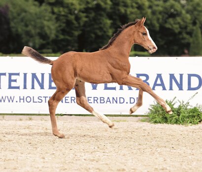 Auktionsfohlen v. Million Dollar-Casall