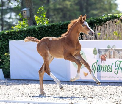 Stutfohlen v. Vigado-Casall | © Stefan Lanfrentz